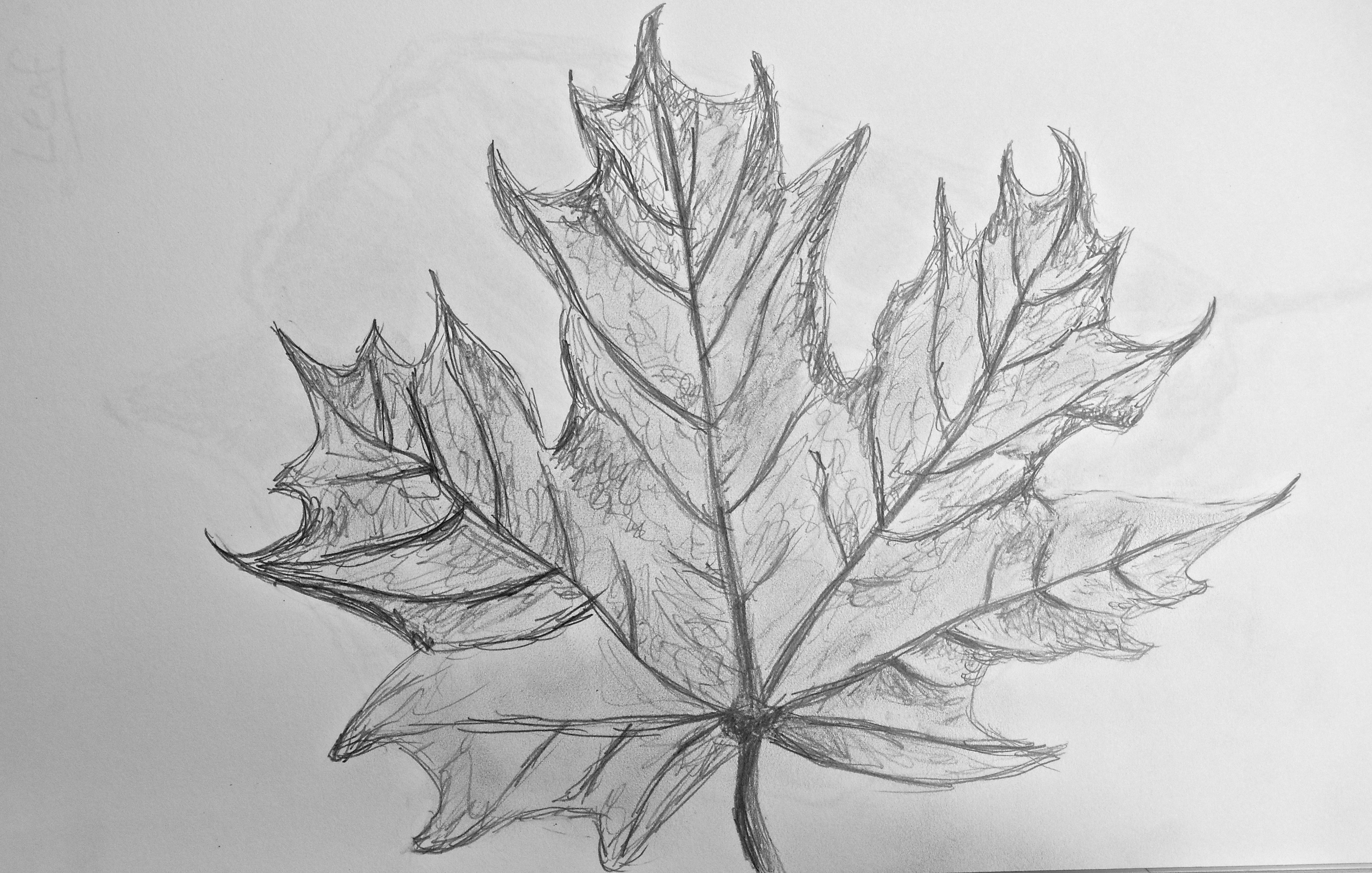 Картинка лист карандашом. Листья карандашом. Кленовый лист рисунок карандашом. Лист клена карандашом. Рисование на листьях клена.